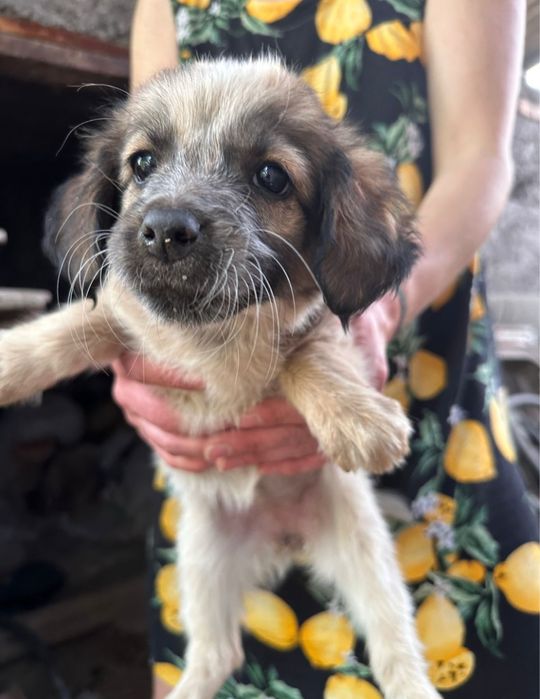 Щенки  отдам даром в белбулаке