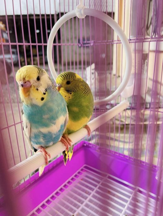 Попугай комплект с клеткой