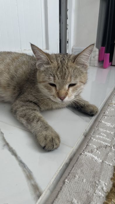 Кошка беременная