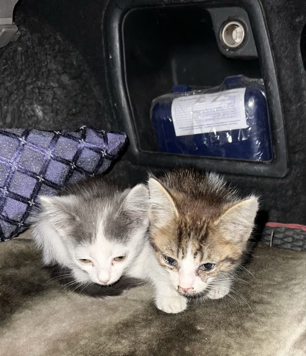 Срочно очень отдам котят