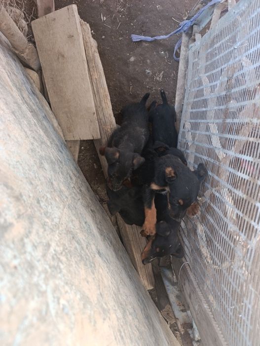 Ягдтерьер щенки 3 месяца