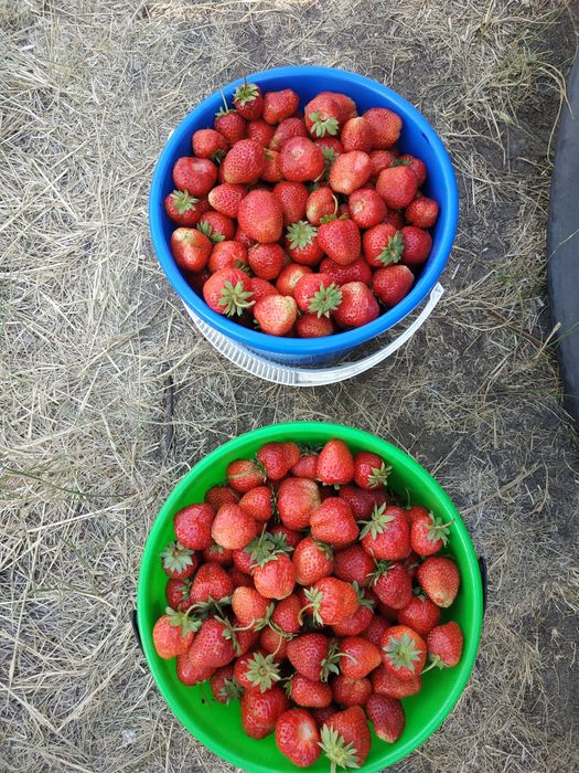 Продам клубнику.