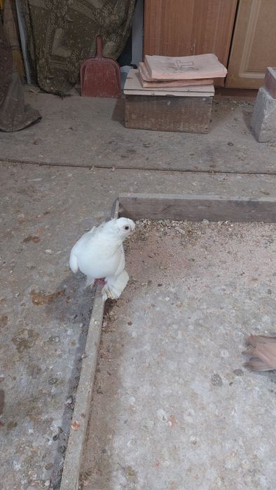 Голуби белый двухчубый самец кептер