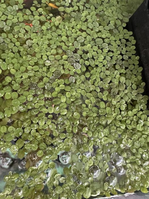 Planta naturala de suprafata pentru acvariu