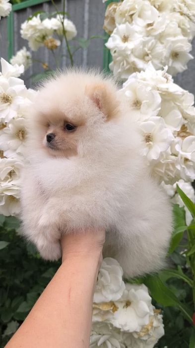 Шпиц мальчик готов к переезду