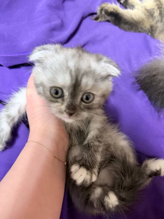 Продам котят вислоухие