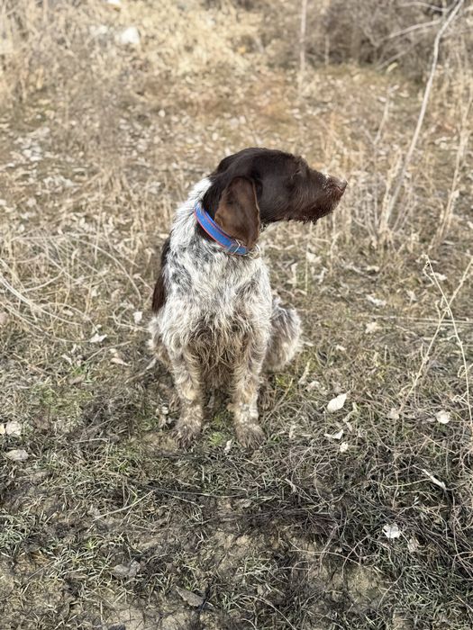 Дратхаар Девочка