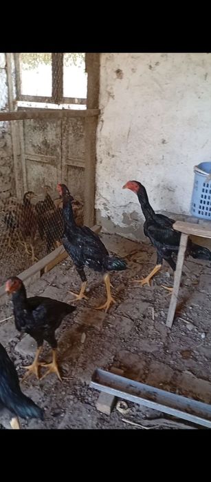 Сотилади кони тоза даканлар Манзил Бухоро