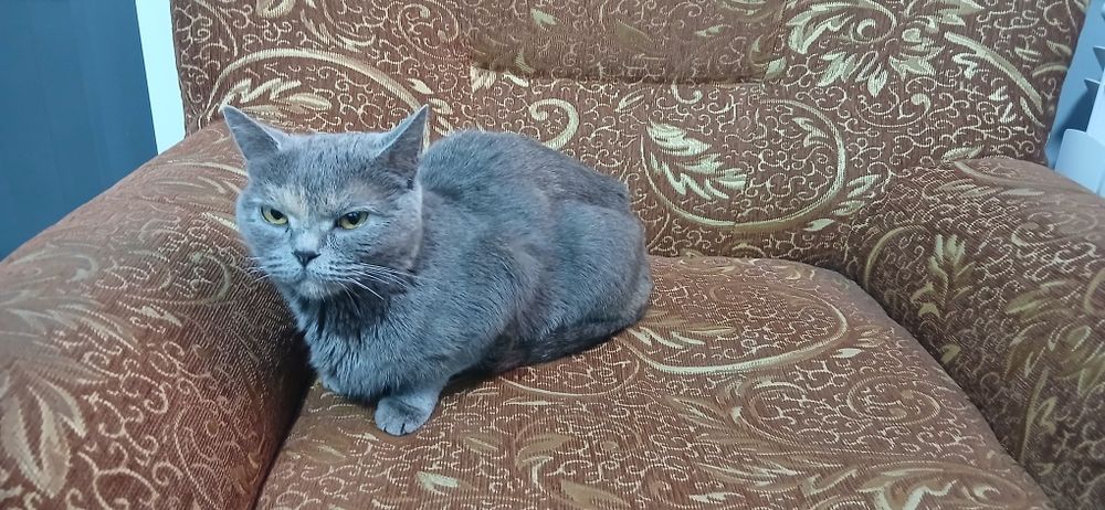 britanska kratkodlaka qiz bola