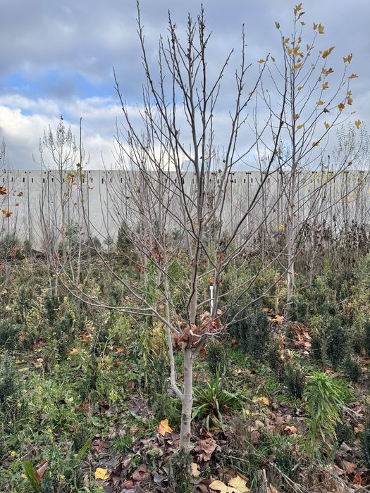 Тюльпанное дерево.