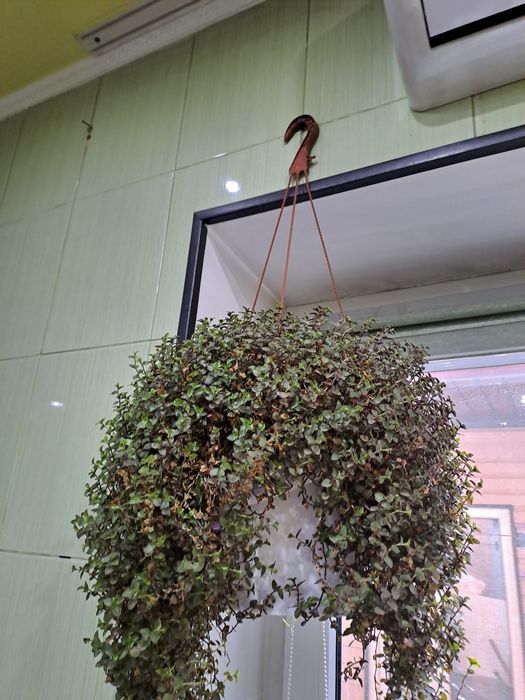 Продам комнатные цветы для офиса,дома.