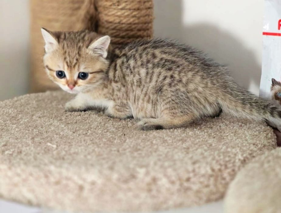 Кошечка ТиГрЯшА бРитаНскаЯ