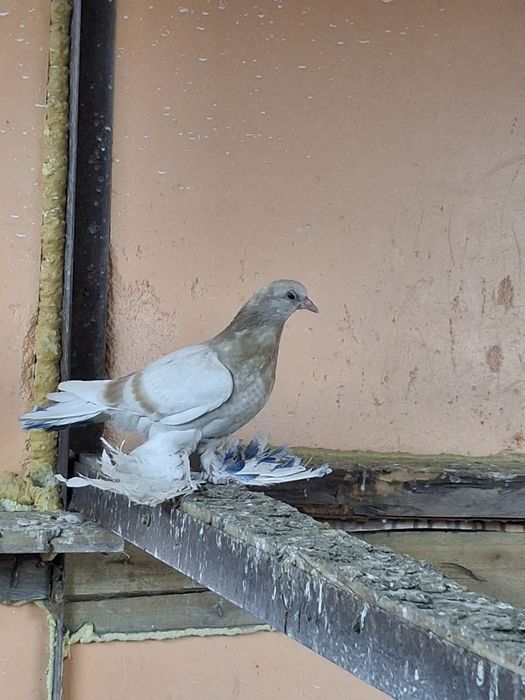 Продам голубей тасманы