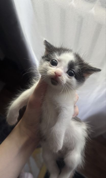Отдам котенка(мальчик)