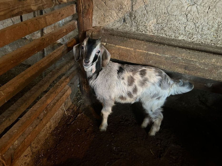 Хорошо козы породы Альпийская