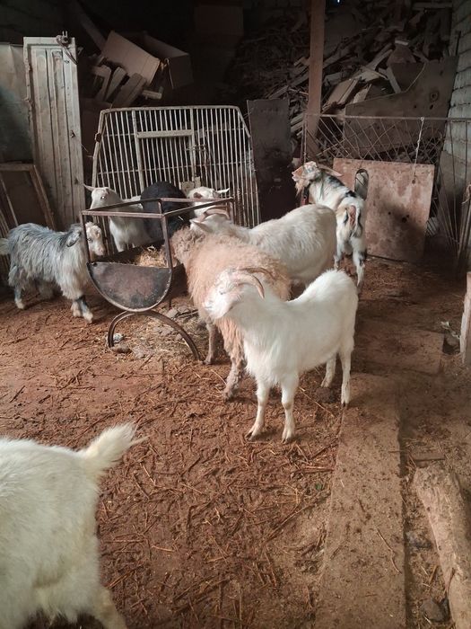 Текелер сатылады