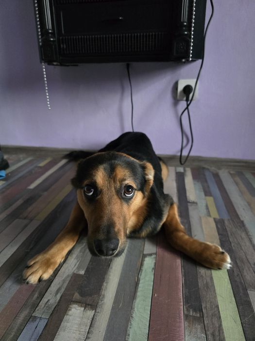 Donez cățel mascul