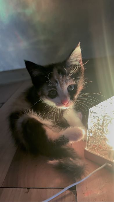 Котенок ищет дом и родителей