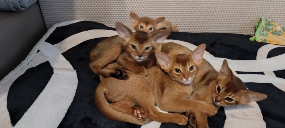 Абиссинские котята