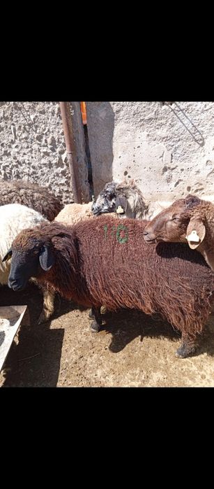 Продаются бараны на резку