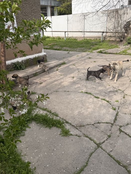 Щенята в добрые руки бесплатно