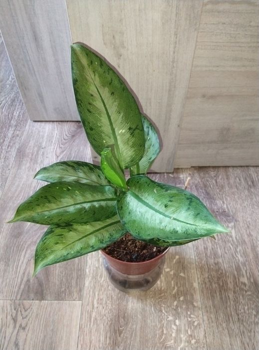 Комнатные растения продажа