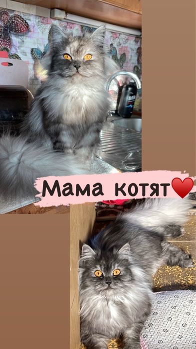 Котята шиншилята