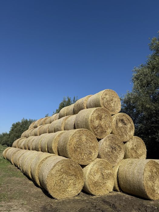 Vând baloți de paie (orz și grâu)