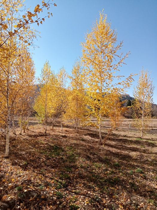 Берёза любых размерах