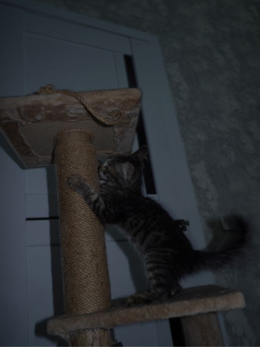 Котенок в добрые руки
