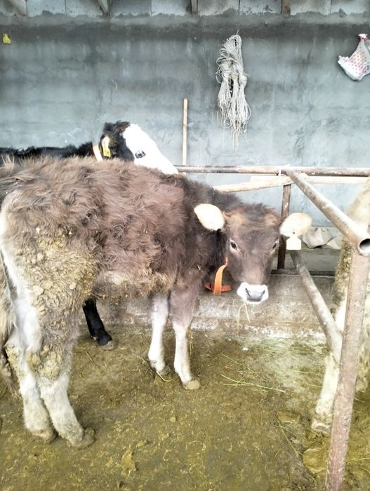 Урқашы тайынша сатылады 4 бас