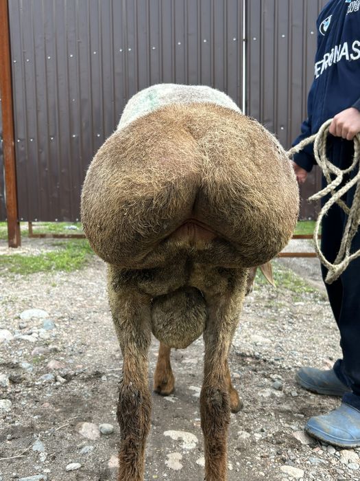 Қошқар сатылады , племенной баран