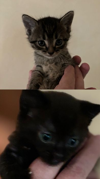 Отдам даром котят