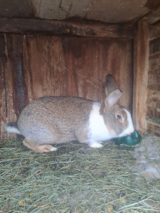 Vând sau schimb iepuri!