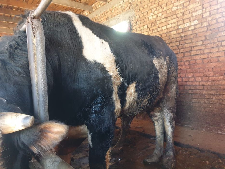 Продаются бычки (откормленные)
Продаются два откормленных бычка,