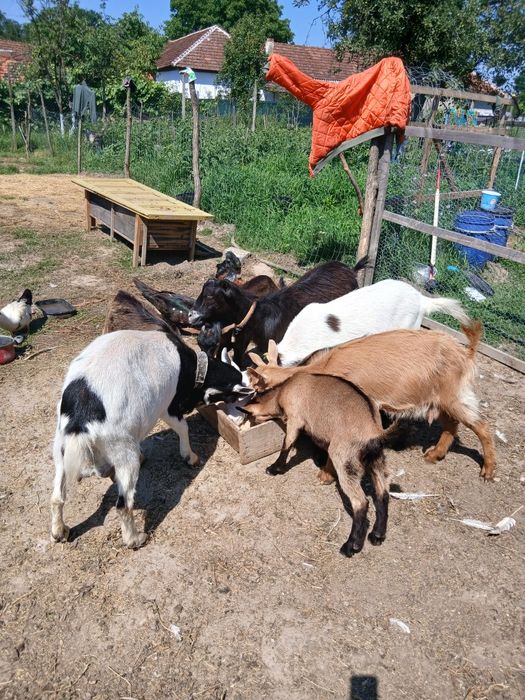 Capre bune de lapte cu iezi.doi tapi si doua iedute