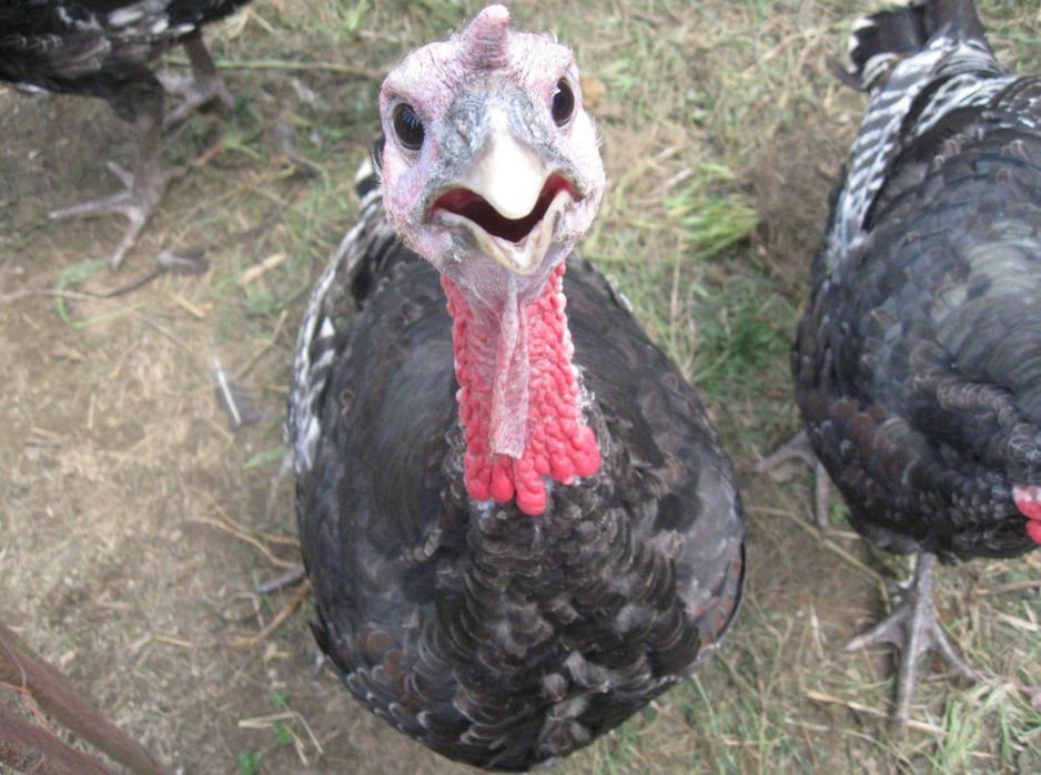 Куркалар сотилади 4мода 1нар