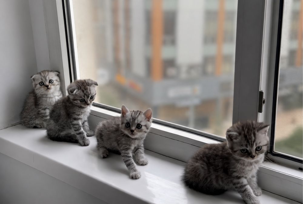 Pisoi scottish fold &straight  își caută o nouă căsuță!