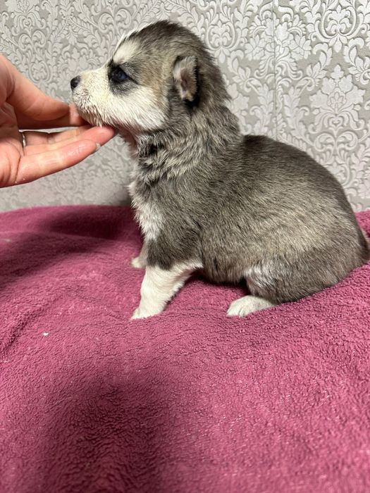 Щенки хаски продажа