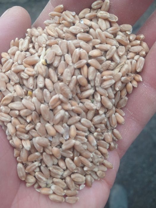 Продам пшеницу озимую