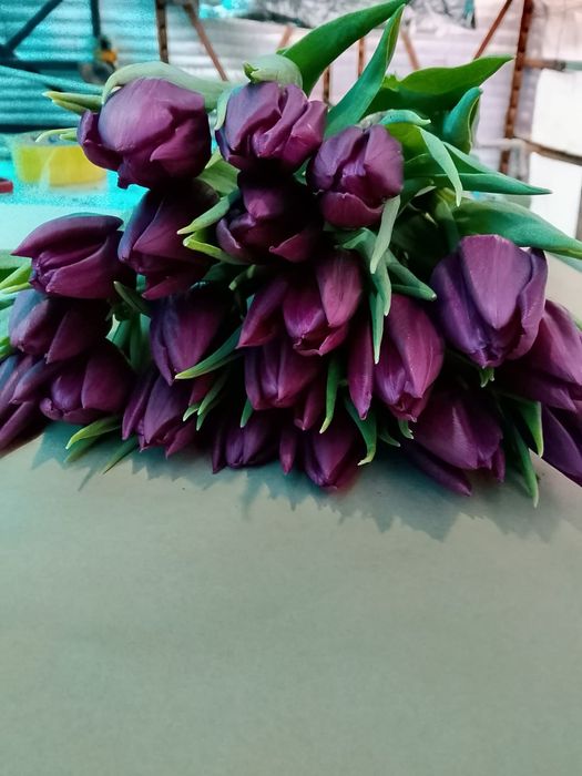 Тюльпаны высшего качество из Голандии