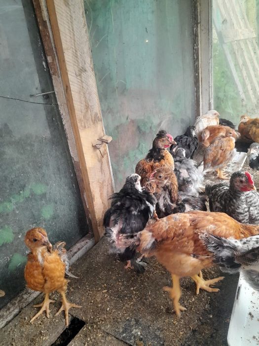Продам цыплят  2 месячных