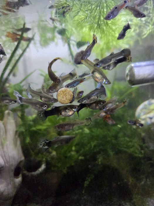 Pastile care se lipesc pe acvariu