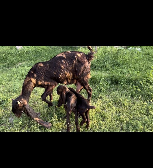 Камори ешкі сатылады..