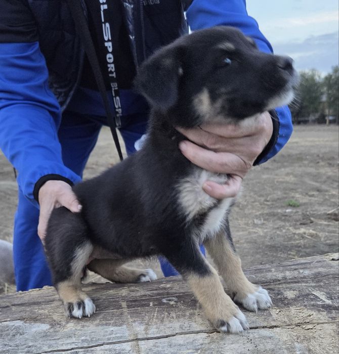 Щенок девочка ищет дом