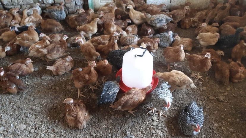 Vand gaini ouatoare, pui carne, pui colorati, rate