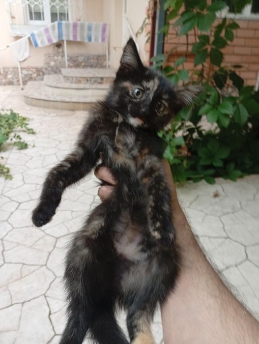 Прекрасные котята