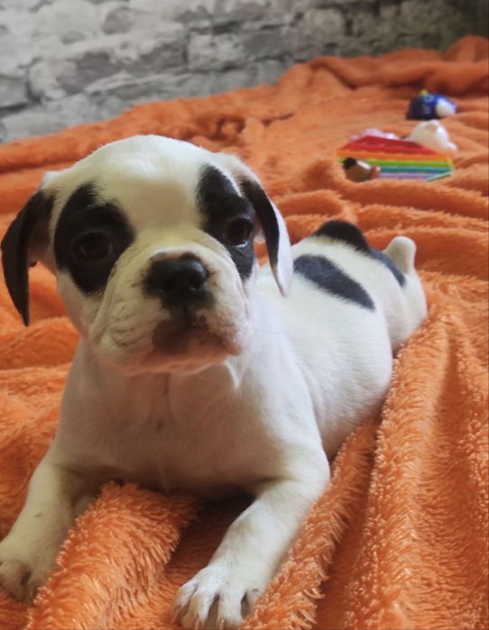 Французский бульдог