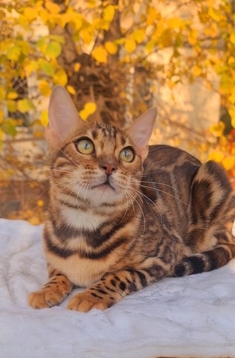 Роскошная бенгальская кошечка от привозных родителей