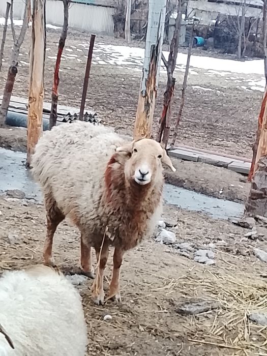 Продам барабануху